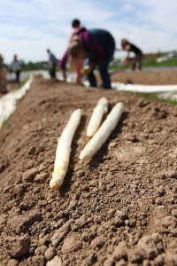 In aller Munde: Spargel, das weiße Gold der Südpfalz.