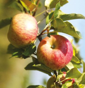 Köstliche Äpfel aus eigenem Friedfertigen Landbau bei Lebe Gesund