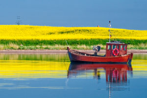 Rapsblüte 2016: Deutschlands schönste Ölfelder! Frühling in Deutschland. Endlich kehrt die Farbe zurück in die Landschaft. Eine Farbe sticht gerade besonders hervor: Gelb! Denn auf etwas mehr als zehn Prozent der deutschen Äcker blüht in diesen Tagen wieder der Raps. 1,35 Millionen Hektar sind es genau, die derzeit bundesweit in Blüte stehen und die den Titel "Deutschlands schönste Ölfelder" ohne Zweifel verdient haben. Was den Japanern ihre Kirschblüte, ist hierzulande die Rapsblüte. Sie ist ein Symbol für den nahenden Sommer und gleichzeitig ein prägender Bestandteil der Kulturlandschaft. Auch wenn es aufgrund der Vielzahl der blühenden Felder den Anschein haben könnte, wird Raps niemals direkt hintereinander auf demselben Feld angebaut. Stattdessen wird er immer im Abstand von mindestens drei Jahren in einer typischen Fruchtfolge mit Weizen und Wintergerste kultiviert. Als sogenannte Monokultur kann Raps daher nicht angebaut werden. Weiterer Text über ots und www.presseportal.de/nr/15598 / Die Verwendung dieses Bildes ist für redaktionelle Zwecke honorarfrei. Veröffentlichung bitte unter Quellenangabe: "obs/UFOP e.V./Dietrich Habbe"