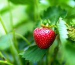 Erdbeerbeet