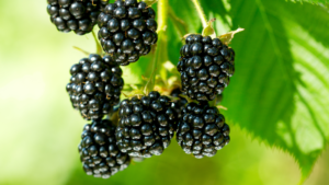 Brombeeren, Foto shutterstock Nitr