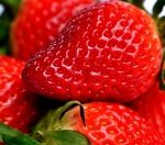 erdbeere
