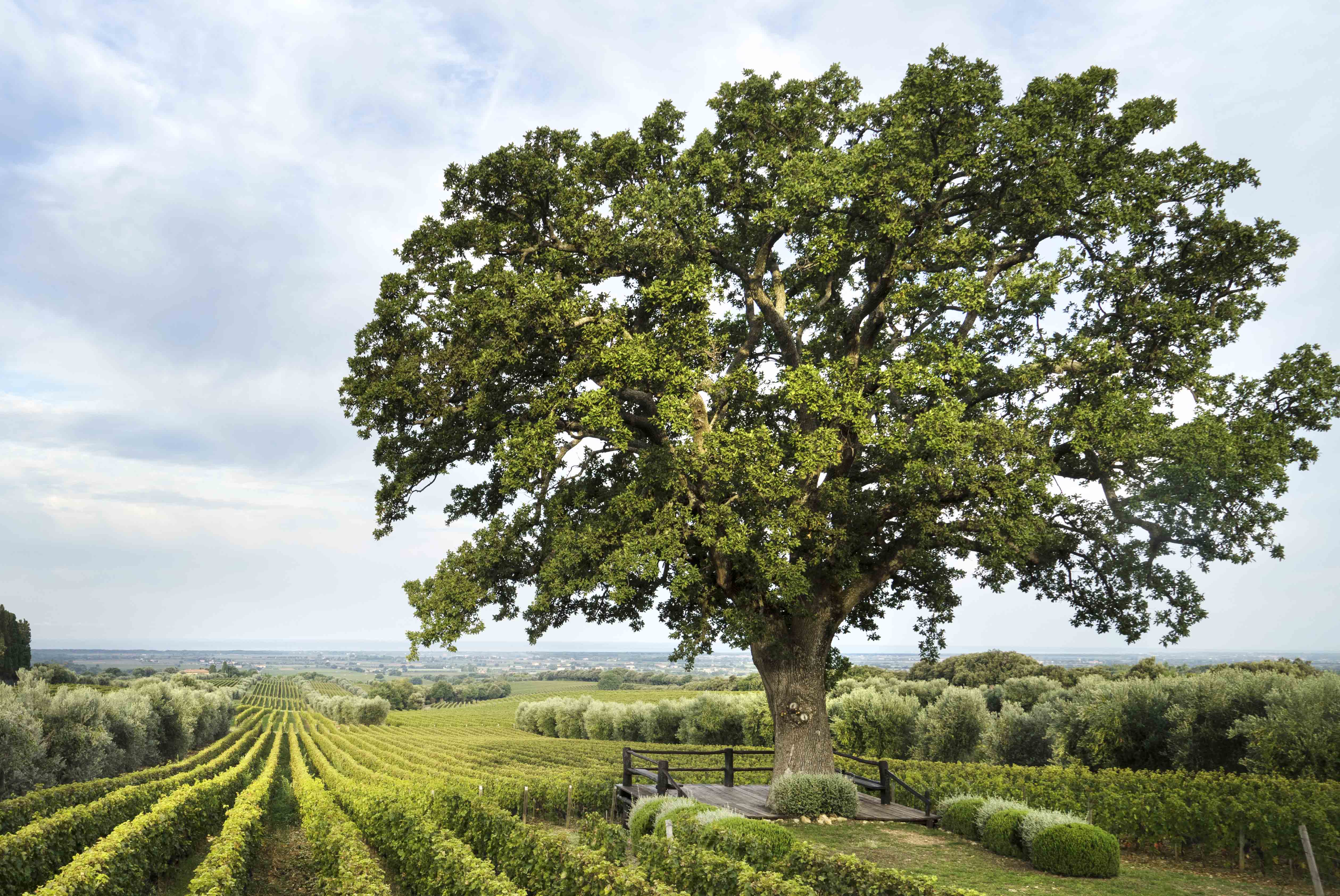Oak of Bellaria in ORNELLAIA