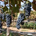 wein saale