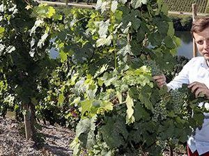 Betriebsleiter Florian Scheidt vom Weingut Albert Kallfelz in Zell-Merl