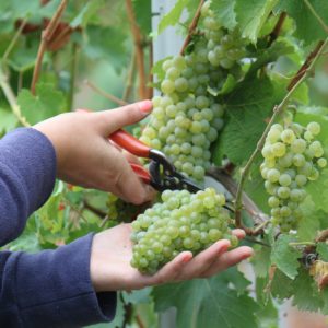 Früheste Weinlese