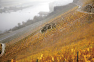 Demeter Weingut Schömann demeter-Weingut Martin Schömann
