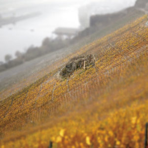 demeter-Weingut Martin Schömann