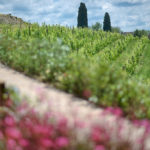 Weinberg Rubiolo Chianti Classico 2017