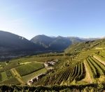 Weinlese in Valtellina