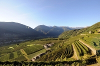 Weinlese in Valtellina