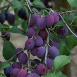 Zwetschgen, des Schweizers geliebtes Superfood