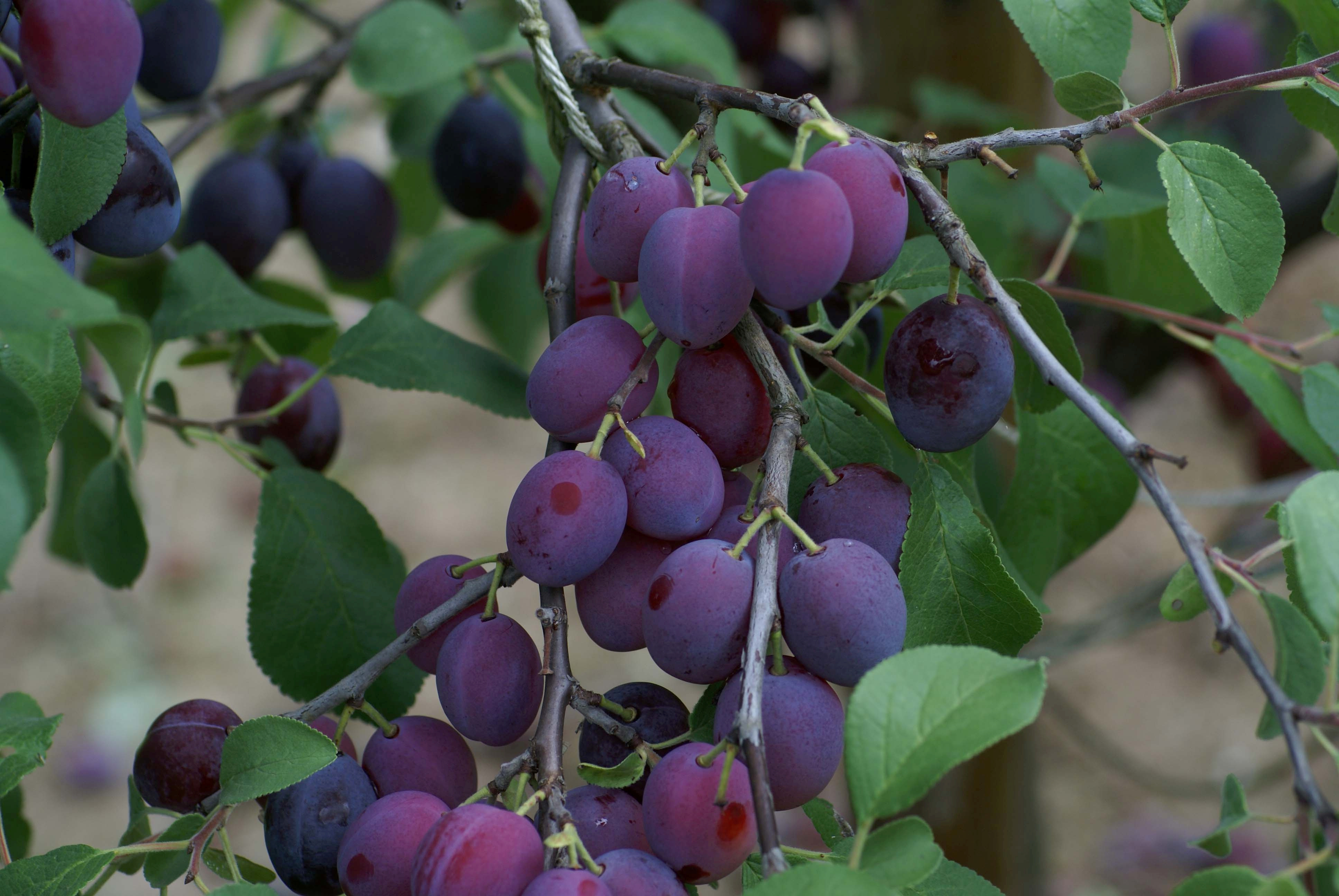 Zwetschgen, des Schweizers geliebtes Superfood