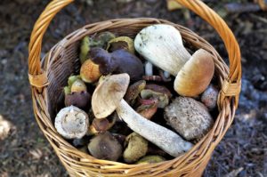 Pilze Experten warnen vor Pilz-Apps