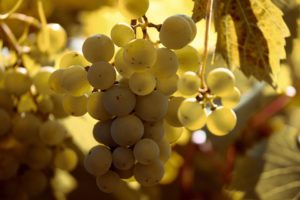 Weinernte Weinernte 2019 voraussichtlich um 13 % geringer als 2018 Erntemenge liegt 2019 voraussichtlich höher als Durchschnitt 2013 bis 2018