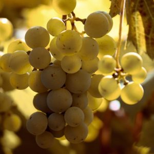 Weinernte 2019 voraussichtlich um 13 % geringer als 2018 Erntemenge liegt 2019 voraussichtlich höher als Durchschnitt 2013 bis 2018