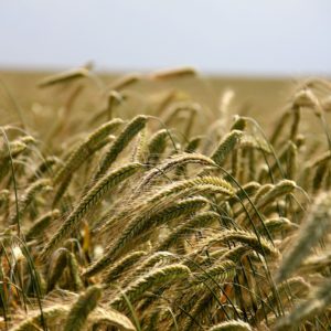 Ernährungsindustrie erwirtschaftet 2019 leichtes Umsatzplus - Megatrend 2019: nachhaltige Lebensmittelproduktion
