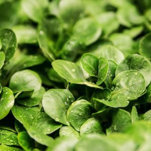 Zeit für einen winterlichen Bodenschatz: Feldsalat