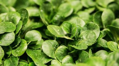 Zeit für einen winterlichen Bodenschatz: Feldsalat