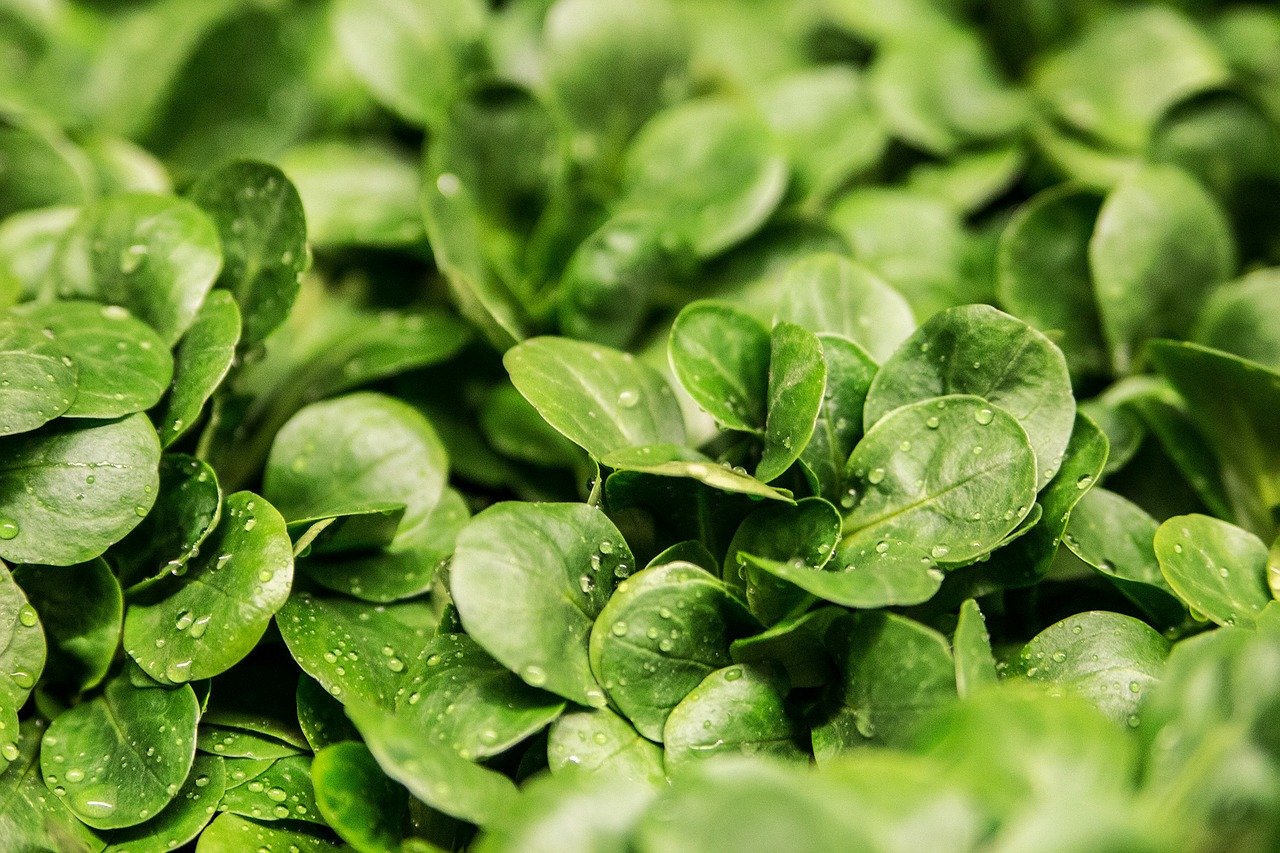 Zeit für einen winterlichen Bodenschatz: Feldsalat