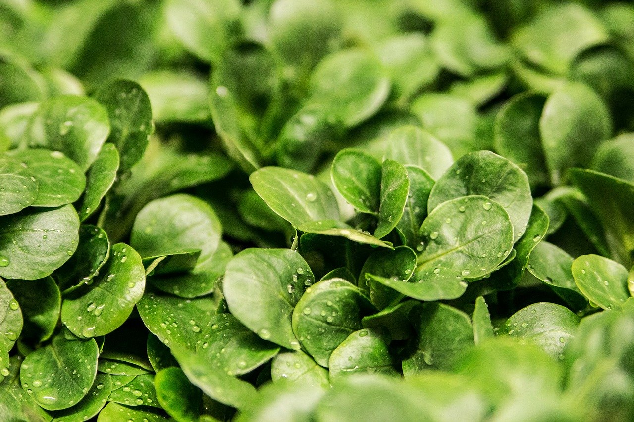 Zeit für einen winterlichen Bodenschatz: Feldsalat